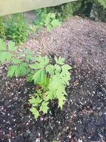 IMG_20190419_194222.webp