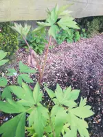 IMG_20190419_194229.webp