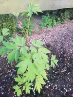 IMG_20190419_194237.webp
