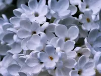 image005.webp