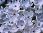 image005.jpg
