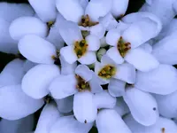 image008.webp