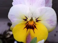 image009.webp