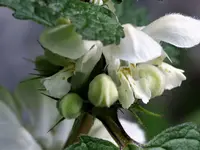 image013.webp