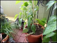 c058.webp