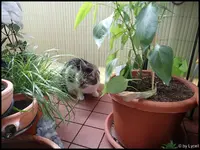c059.webp