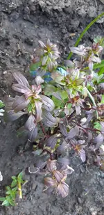 Löwenmäulchen 1.webp