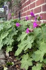 IMGP3435.webp