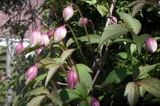 IMGP3438.webp