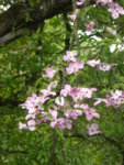 P1120457Blumenhartriegel.JPG