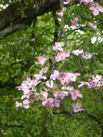 P1120457Blumenhartriegel.webp