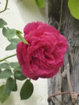 P1120487Kletterrose Thor.JPG