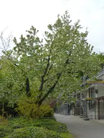 P1120489Taschentuchbaum.webp