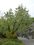 P1120489Taschentuchbaum.JPG