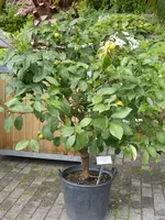 P1120490Zitrone.webp