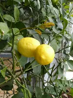 P1120492Zitrone.webp