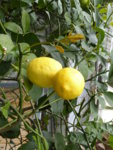 P1120492Zitrone.JPG