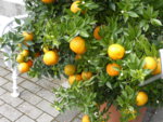 P1120493myrthenblättrige Orange.JPG