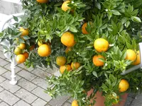 P1120493myrthenblättrige Orange.webp