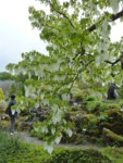 P1120501Taschentuchbaum.JPG
