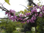 P1120511Judasbaum.JPG