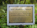 P1120512Judasbaum.JPG