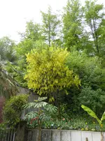 P1120516Goldregen.webp