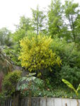 P1120516Goldregen.JPG