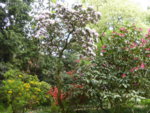 P1120535Rhododendron.JPG