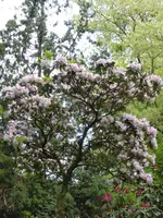 P1120536Rhododendron.webp