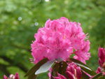 P1120538Rhododendron.JPG