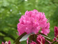 P1120538Rhododendron.webp