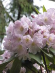 P1120539Rhododendron.JPG