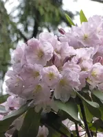 P1120539Rhododendron.webp