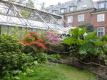 P1120577Rhododendron.JPG