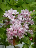 P1120594Weigelie.webp