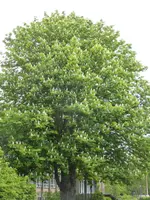 P1120597Rosskastanie.webp