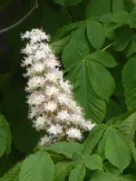 P1120598Rosskastanie.webp