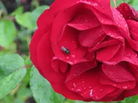 IMG_8527 v (2).webp