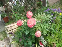 027.webp