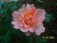 100_1776.webp