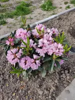 IMG_20190505_185637.webp