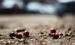 0M3A5125.webp