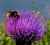 Hummel.webp