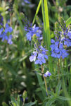 blaue Blume.jpg