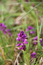 blaueblume1.webp