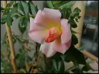 c066.webp