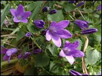 c069.webp