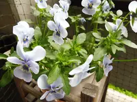 P1020217.webp