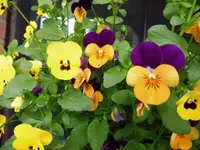 P1020224.webp